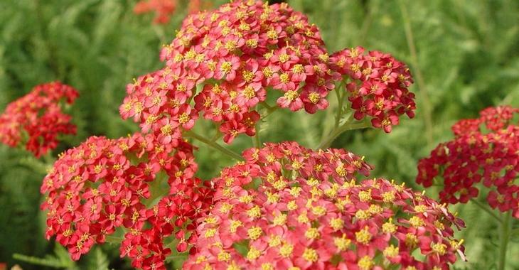 Achillea millefolium 'Paprika'